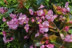 5 Cara Merawat Tanaman Begonia agar Tumbuh Subur dan Tidak Busuk