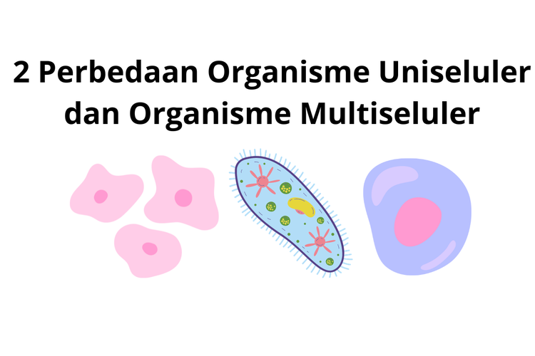 Menurut jenisnya, organisme terdiri dari uniseluler dan multiseluler.