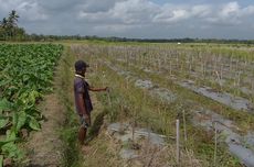 Cabai dan Padi Gagal Panen karena Kemarau Panjang, Petani di Purworejo Rugi Jutaan Rupiah