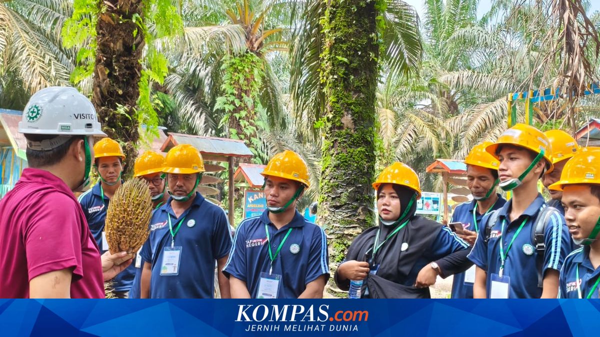 Produktivitas Petani Sawit Jadi Kunci Menopang Implementasi B50