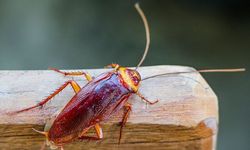 5 Fakta Unik Kecoa, Salah Satunya Sulit Balik Badan saat Terbalik