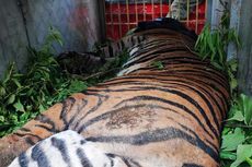 Detik detik Penyelamatan Harimau Sumatera di Hutan Simalungun