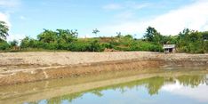 Berkat Pembangunan Embung dari Kementan, Petani di Sumsel Panen 5,5 Ton per Hektar