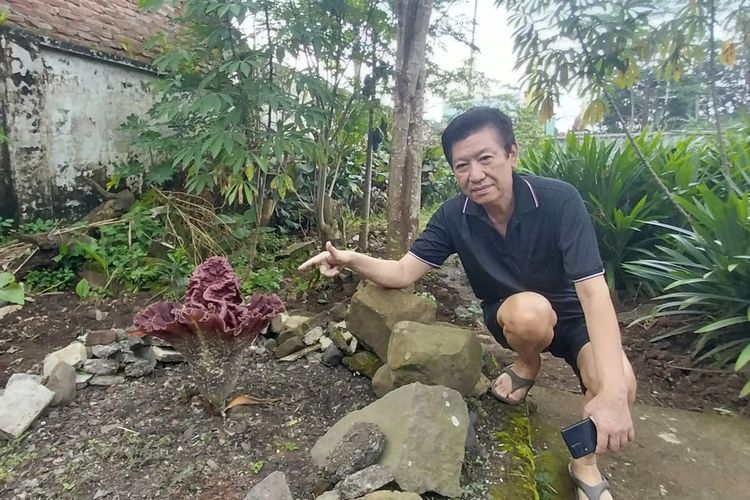 Surya Kencana (64), pemilik bunga bangkai jenis Suweg yang menghebohkan warga di Kampung Kebonkalapa Kecamatan Tamansari (Gobras) Kota Tasikmalaya, Jawa Barat, Rabu (2/11/2022).
