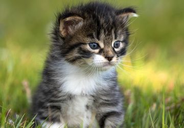 Anak Kucing Mati karena Panleukopenia, Apa yang Harus Dilakukan Sebelum Mengadopsi Lagi? 