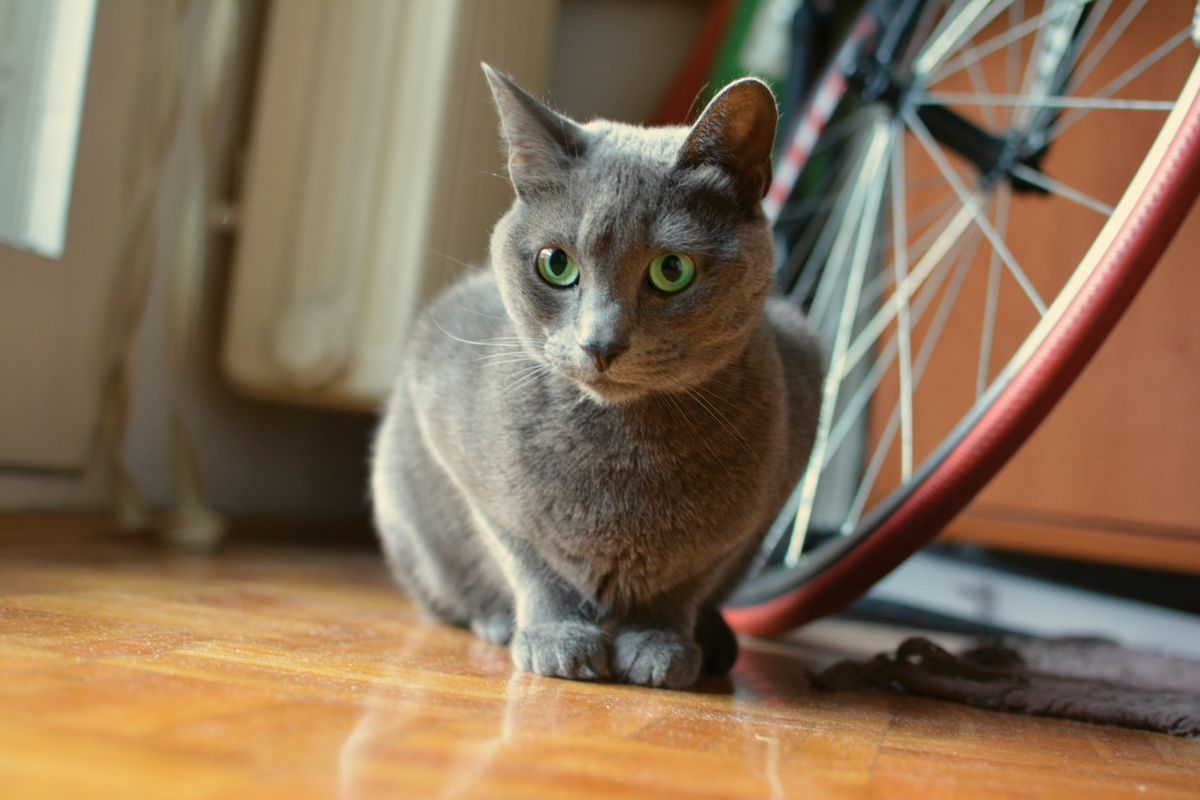 Russian Blue (Unsplash/Jelena Senicic)