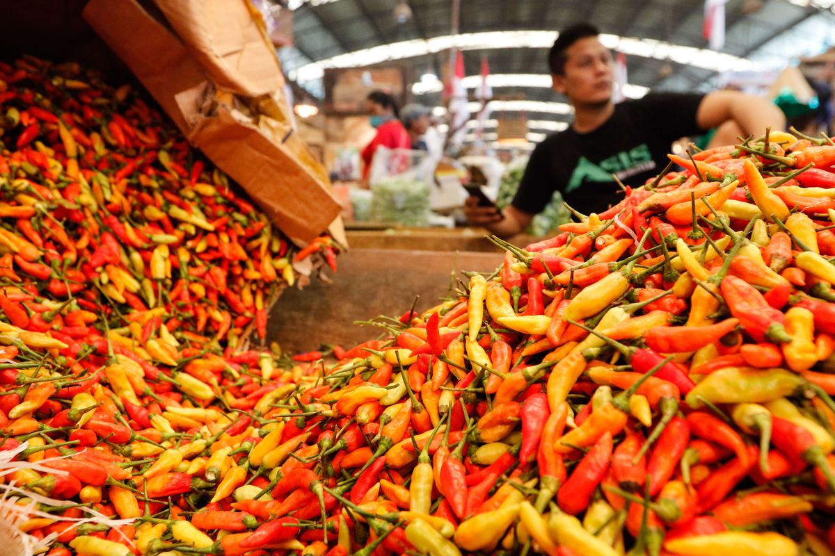 Pedagang mensortir cabai rawit merah di Pasar Induk Kramat Jati, Jakarta Timur, Senin (10/02/2020). Harga cabai rawit merah turun menjadi Rp. 55.000 per kilogram setelah pasokan dari beberapa wilayah melimpah dan dilakukannya operasi pasar oleh pemerintah.