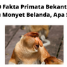10 Fakta Primata Bekantan atau Monyet Belanda, Apa Saja?