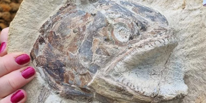 Fosil ikan 3 dimensi dari periode Jurassic bernama Pachycormus
