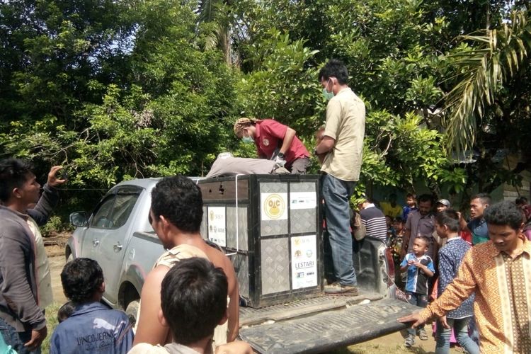 Tim Balai Konservasi Sumber Daya Alam (BKSDA) Aceh bersama mitra OIC dan WCS mengevakuasi induk dan anak orangutan yang mengalami luka tembakan senapan angin di kawasan perkebunan warga Desa Bunga Tanjung, Kecamatan Sultan Daulat, Kota Subulussalam, Selasa (12/03/2019)