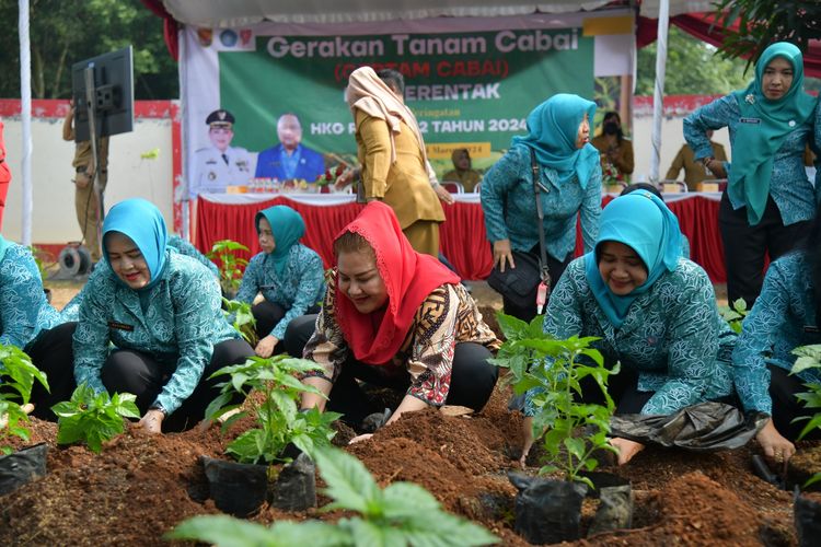 Wali Kota Semarang, Hevearita Gunaryanti Rahayu saat menanam cabai dalam rangkaian acara memperingati Hari Kesatuan Gerakan PKK (HKG-PKK) ke-52 di Urban Farming, Kecamatan Mijen,, Senin (4/3/2024).