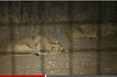 Wanita AS Tewas Diserang Singa di Lion Park Afrika Selatan