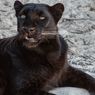 Kenapa Bulu Macan Kumbang Berwarna Hitam?