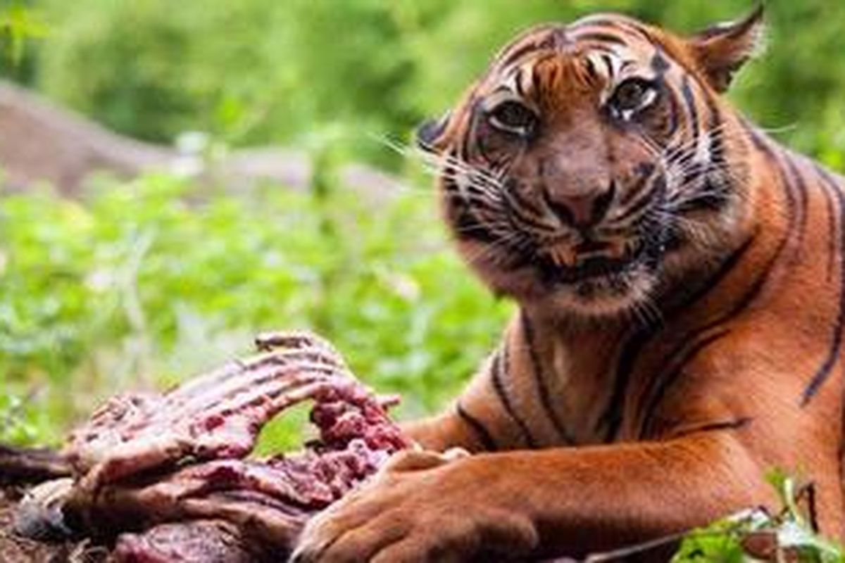 Harimau Sumatera (Panthera Tigris Sumatrae).