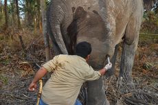 Cari dan Obati Gajah yang Kesakitan akibat Pembengkakan Kaki, Tim Medis BBKSDA Riau Tempuh Jalur Sulit di Hutan