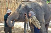 Dalam 2 Bulan, 2 Gajah di Solo Safari Mati