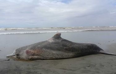 Seekor Lumba-lumba Mati Terdampar di Pantai Penago Baru Bengkulu