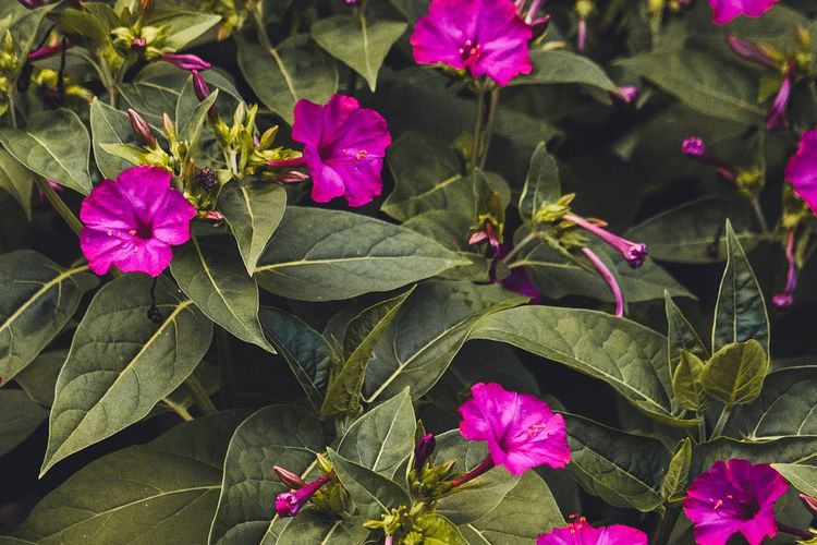 Ilustrasi bunga pukul empat. 