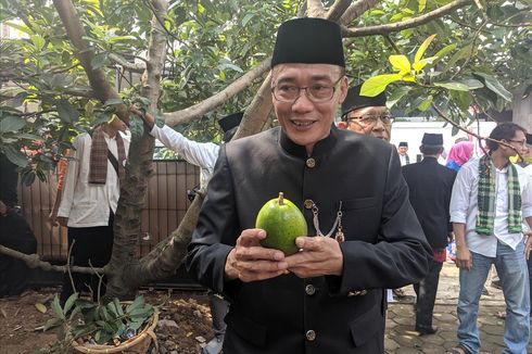 Mengenal Alpukat Cipedak, Buah Legit Asli dari Kampung Cipedak Jagakarsa...