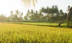 Ingin Ketersediaan Pangan Terpenuhi Saat Ramadhan, DPR Dukung Kementan Tingkatkan Produksi 3 Komoditas Pertanian