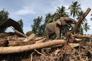 Gajah Kerja Pascabanjir Sumatera, Apakah Etis? Ahli: Jangan Sampai Jadi Eksploitasi