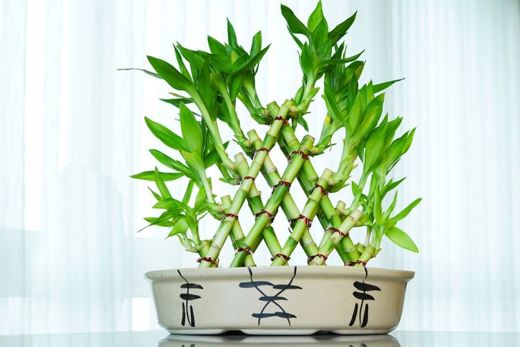 Ilustrasi tanaman hias lucky bamboo atau bambu rejeki.