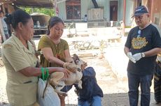 Pemkab Sikka Vaksinasi 1.087 Ekor Anjing di Wilayah Endemis Rabies
