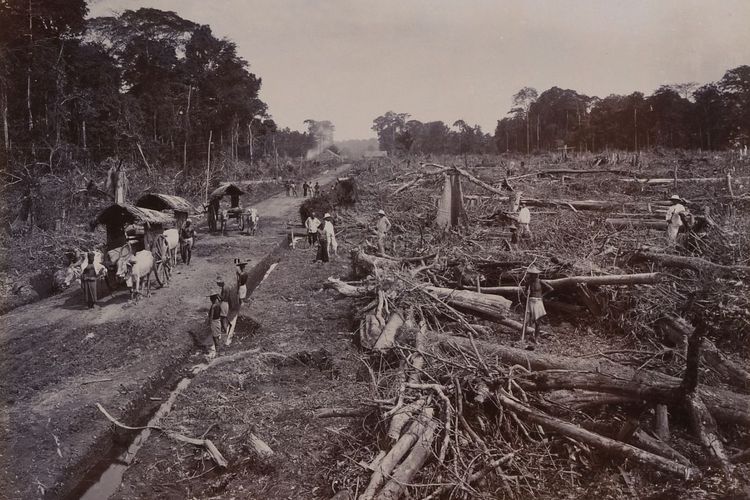 Pembukaan hutan untuk dijadikan lahan perkebunan di Sumatra sekitar awal abad 20