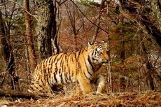 Harimau Siberia Masuk Kota, Warga Vladivostok Ketakutan