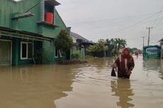 Capybara dan Kanguru Pohon Nemena Jadi Penghuni Baru Jatim Park 2