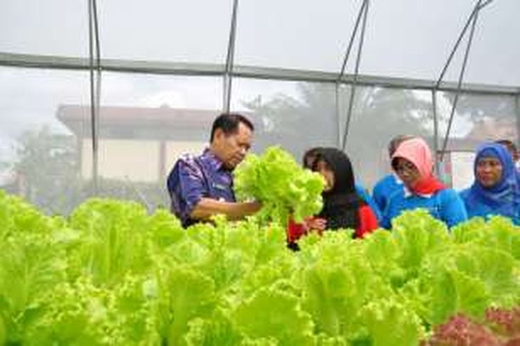 Bupati Semarang Mundjirin melakukan panen perdana selada di SMK Negeri 1 Bawen, Kabupaten Semarang, Jawa Tengah, Minggu (25/4/2016) siang.