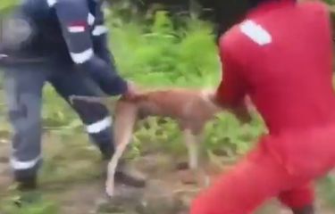 Viral Video Buruh Lemparkan Anjing Hidup untuk Makan Buaya di ...