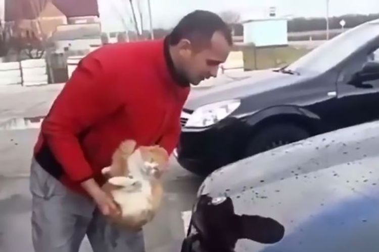 Dalam video yang beredar di Rusia, terlihat pria yang tengah membersihkan mobilnya dengan seekor kucing.