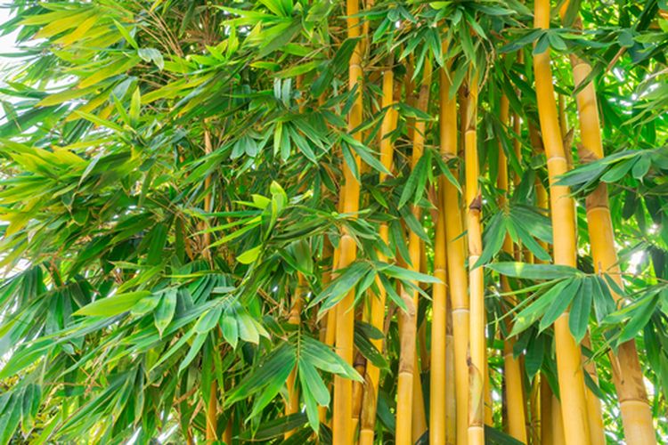Ilustrasi tanaman bambu kuning