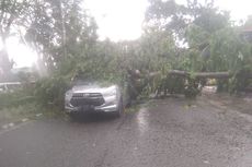 Pohon Tumbang Timpa Kabel Listrik dan Mobil, DLH: Jangan Berkendara Saat Hujan Lebat