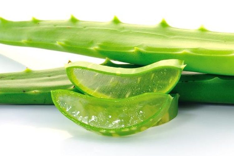 Manfaat Aloe Vera Untuk Kulit