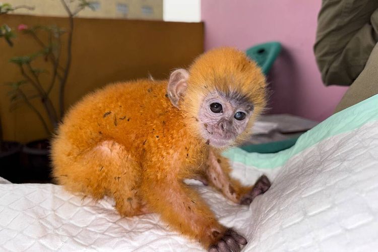 Petani di Prabumulih Sumsel Temukan Anakan Lutung Kelabu, Diduga Terpisah dari Induk