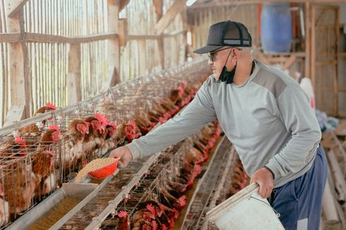 Peternak Ayam Mengadu ke DPR, Keluhkan Harga Telur Jatuh tetapi Pakan Mahal