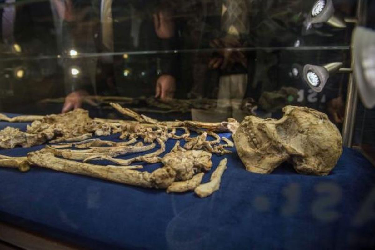 Tengkorak Australopithecus prometheus, yang dijuluki Little Foot sudah dipamerkan untuk umum.