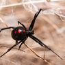 Ingin Jadi Spiderman, Kakak Beradik Dirawat Setelah Digigit Laba-laba Black Widow