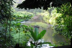 Mengenal Hutan Hujan Tropis Sumatera, Warisan Dunia yang Terancam Punah