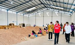 Mentan SYL Berupaya Dorong Produktivitas Pinang dengan Menyediakan Bibit Berkualitas