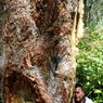 Kisah Haminjon di Tanah Batak, Dulu Melebihi Emas, Sekarang di Ambang Cemas (Bagian II)