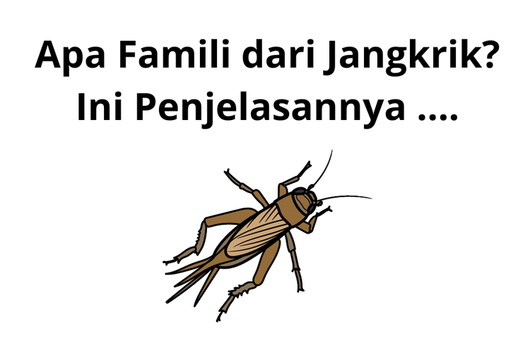 Jangkrik merupakan salah satu serangga yang dapat ditemui dengan mudah di Indonesia.