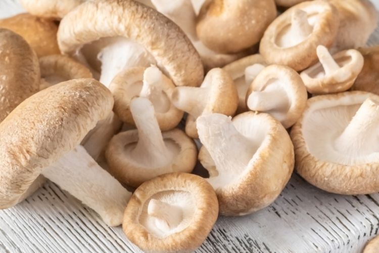 Ilustrasi jamur shiitake. 