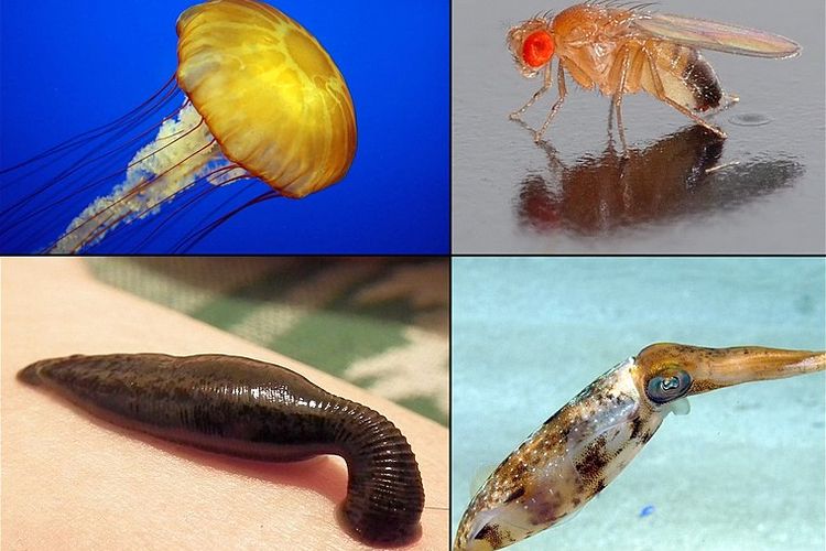 Contoh hewan invertebrata
