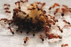 6 Bahan Alami yang Ampuh Membasmi Semut dari Rumah