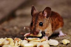 Penyebaran Virus Corona Baru pada Tikus di Swedia, Studi Jelaskan