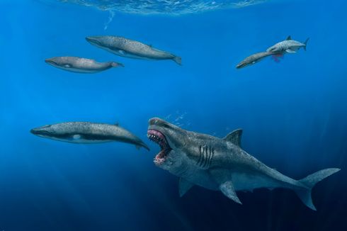 Bocah 13 Tahun Temukan Gigi Hiu Megalodon di Pantai Inggris, Disebut Mirip Fosil yang Ditemukan di Jawa