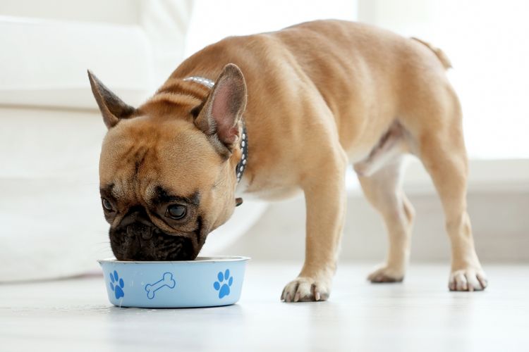 Ilustrasi anjing makan.